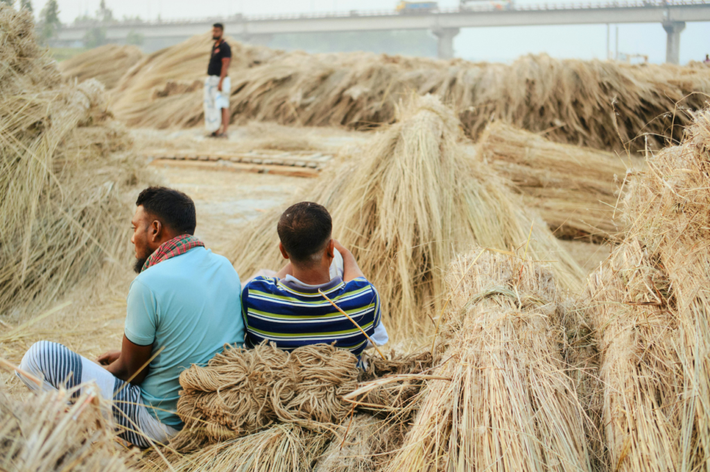 skörd av jutefibrer