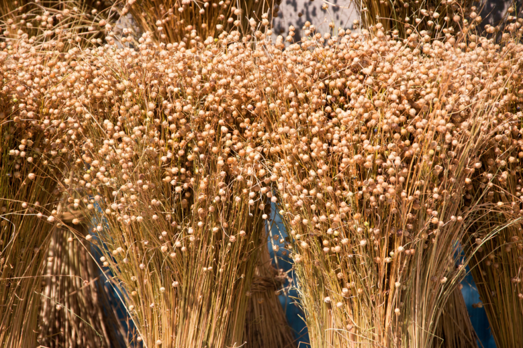 kärvar av torkat lin