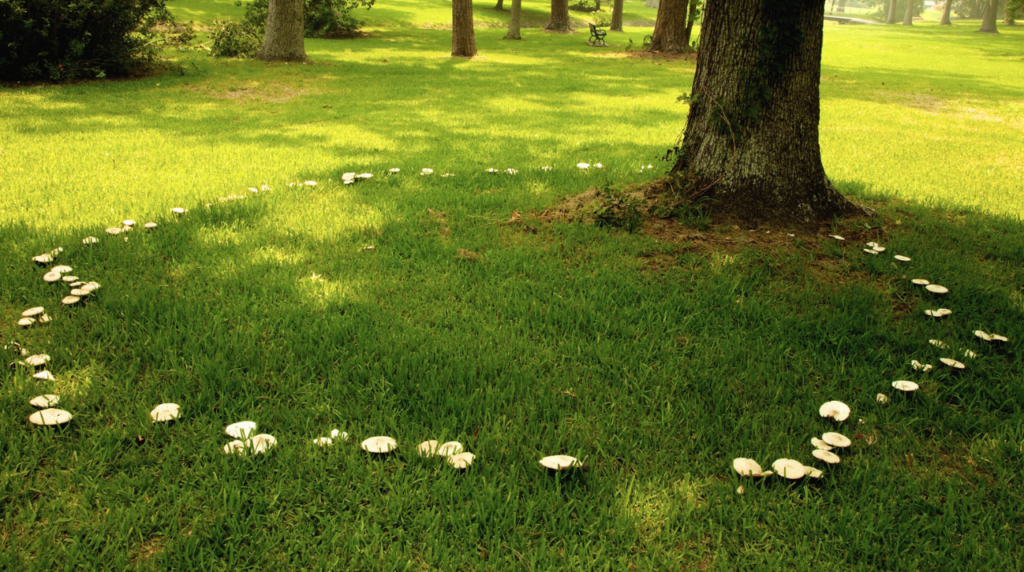 gräsmatta med svampar som växer i en stor ring vid träd