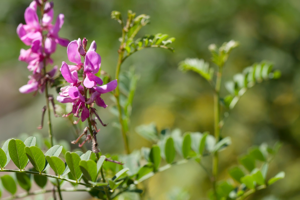 växten Indigofera tinctoria med gröna blad och rosa blommor