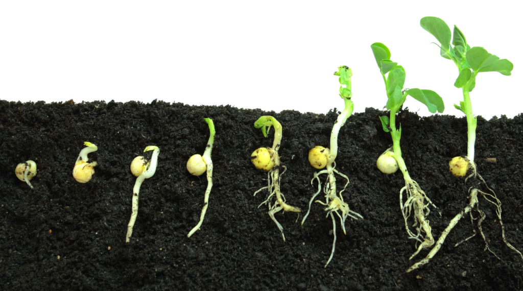 utvecklingen av ett frö i flera steg från grodd till liten planta