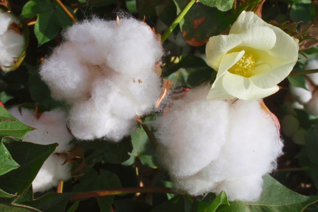 ekologisk bomullsväxt med färdiga fibrer och en gul blomma