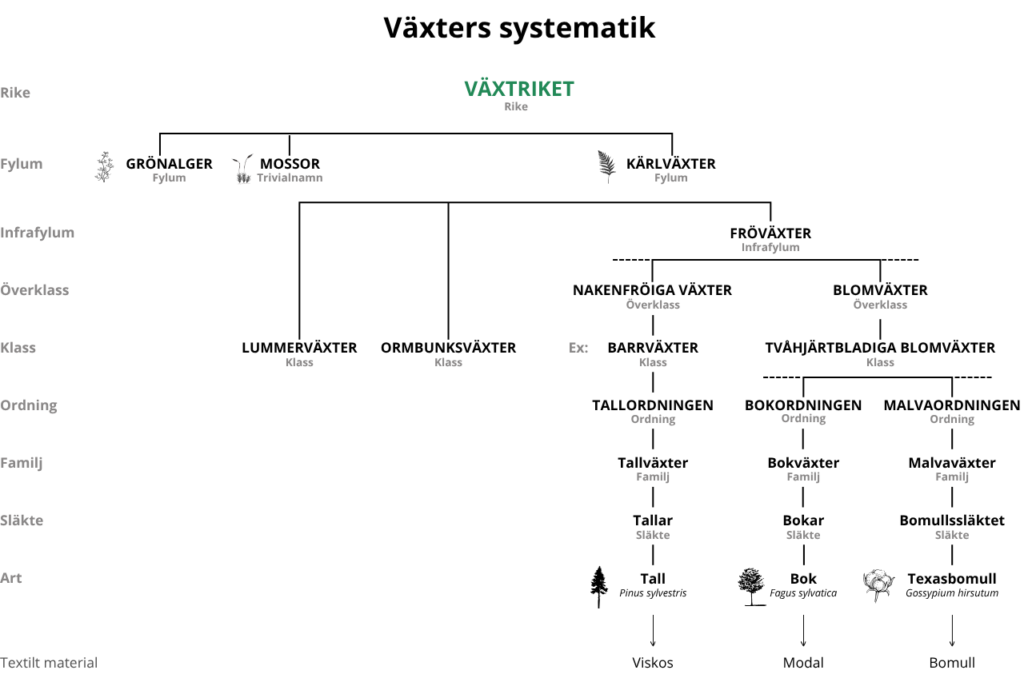 systematisk bild av växters systematik i form av förgrenat träd