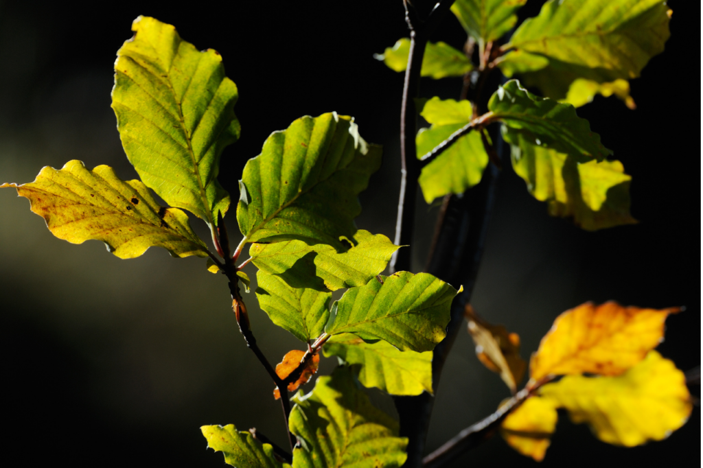 gröngula blad på en kvist
