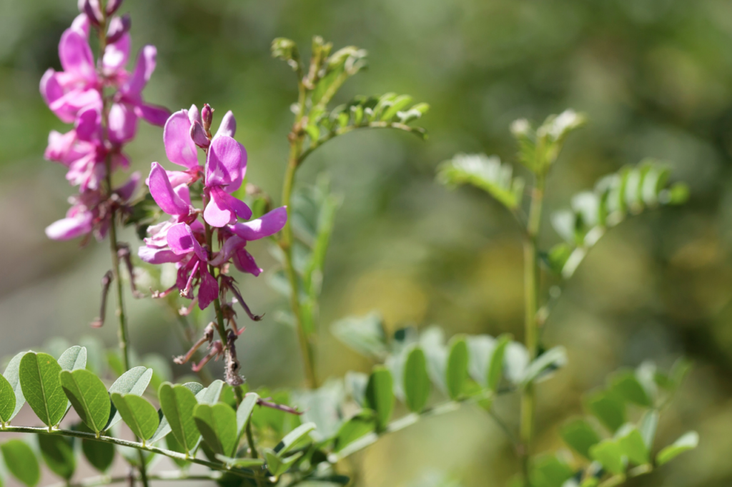 ärtväxten indigo med gröna blad och cerisa blommor
