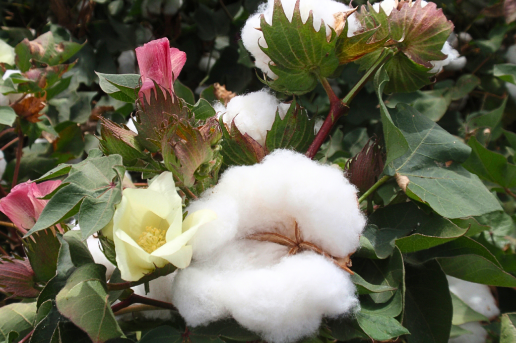 ekologisk bommulsplanta med gul och rosa blommor samt mogna fröfibrer