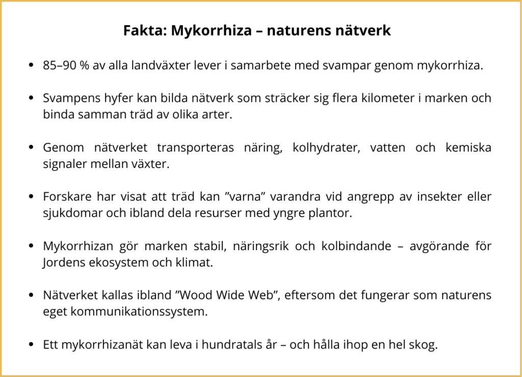 faktaruta med gul ram