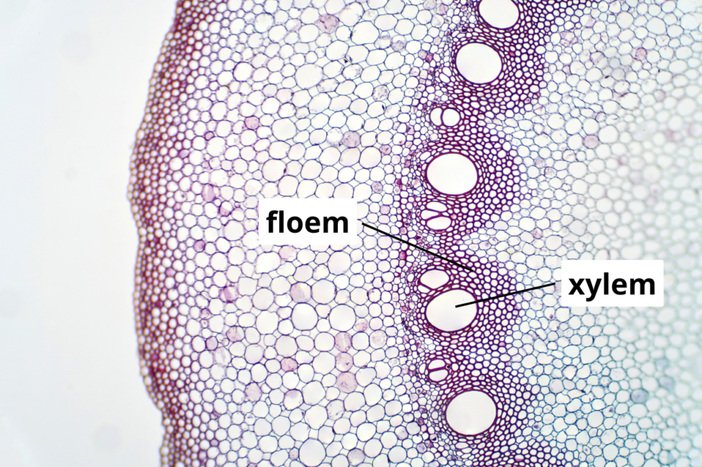 mikroskopbild över del av tvärsnitt av enhjärtbladig stjälk med xylem och floem utmärkt
