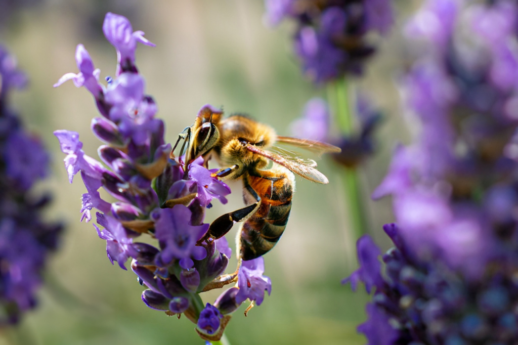 närbild på lavendelblomma med bi som suger nektar